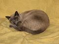 2008-12  Saphir 001